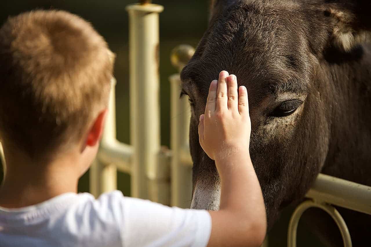 Kind streichelt Esel im Tierpark